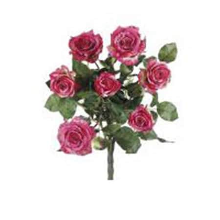 Allstate FBR054-RO-TT 21.5 in. Two Tone Rose Confetti Rose Bush X7- Case of 1 FBR054-RO/TT
